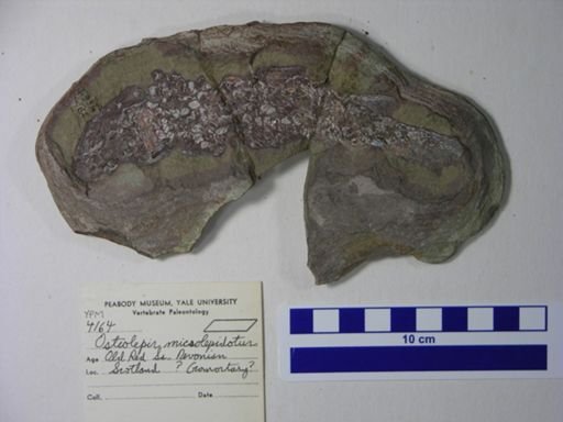 Osteolepis microlepidotus