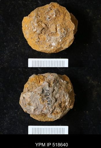 undet. Echinodermata