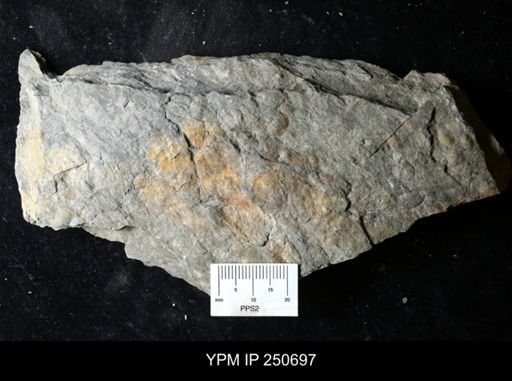 Ostracoda?