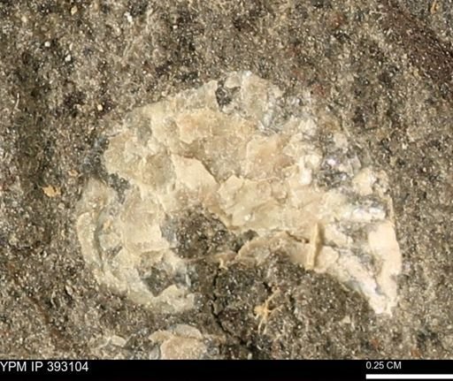 Scaphites sp.