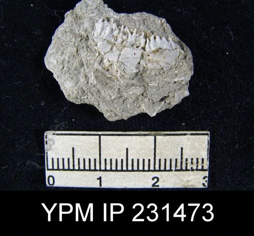 Teguliferina sp.