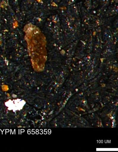 Verneuilinoides kansasensis