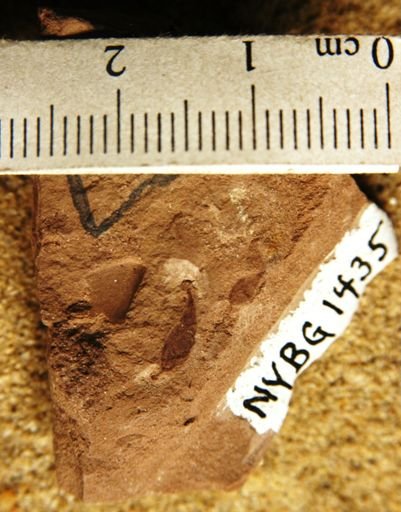Carpites sp.