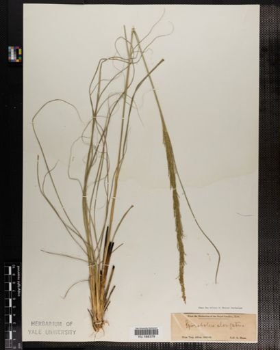 Plantae