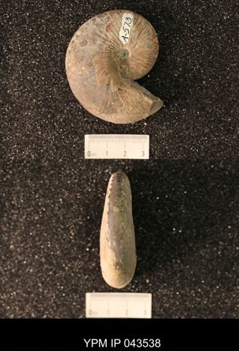 Hoploscaphites nicolletii