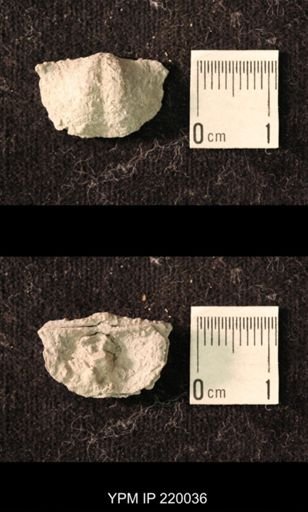 Chonetina flemingi alata