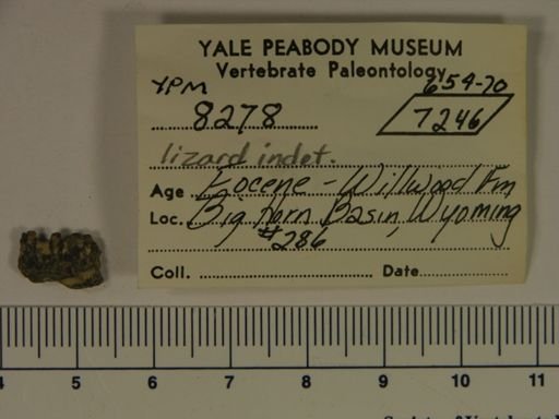 Kopidosaurus perplexus