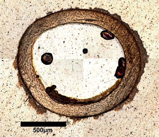 Dipsosaurus dorsalis
