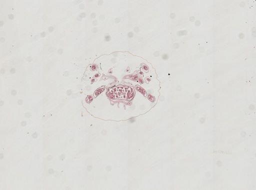 Prenolepis imparis