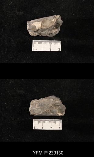 Orthoceras sp.