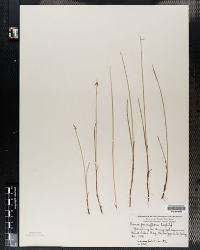 Carex pauciflora