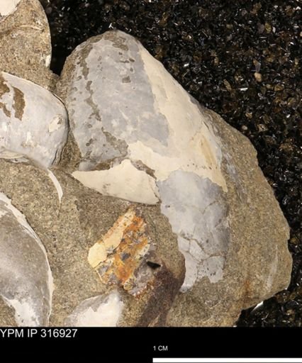 Phelopteria
