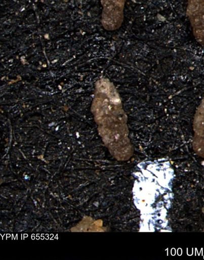 Ammobaculoides whitneyi