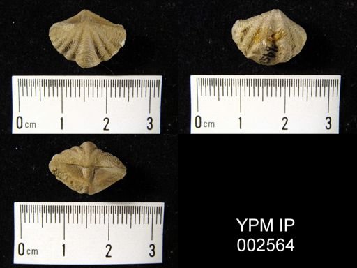 Cyrtinopsis sp.