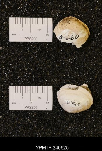 Corbicula subelliptica