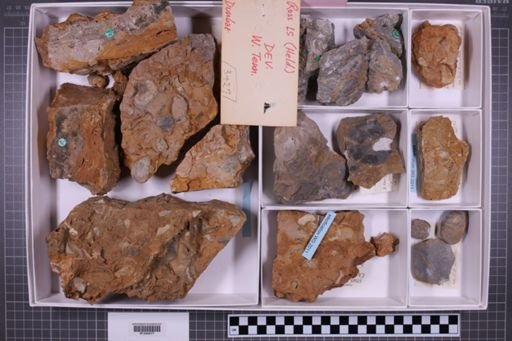 mixed taxa, stratigraphic collection