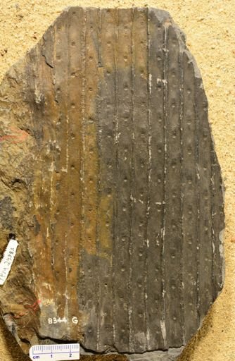Syringodendron sp.