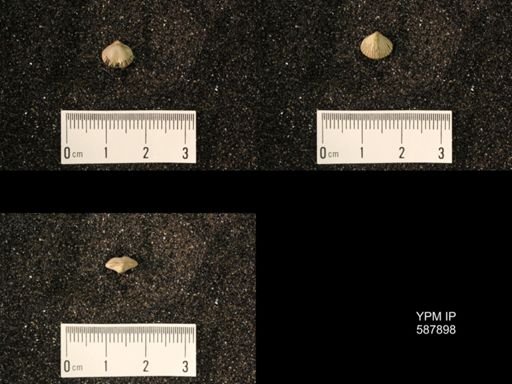 Zygospira modesta