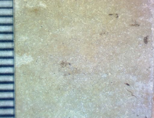 undet. Hexapoda