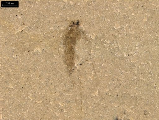 taxon undetermined