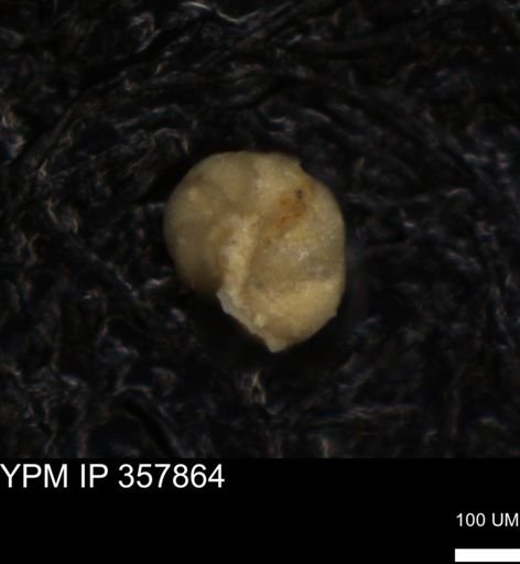 undet. Foraminiferida