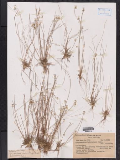 Syngonanthus