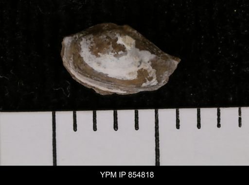 Malletia sp.