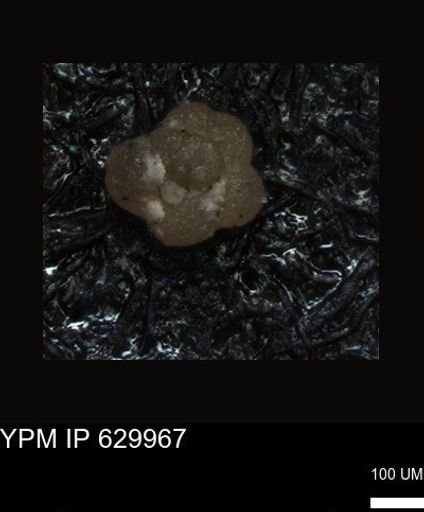 undet. Foraminiferida