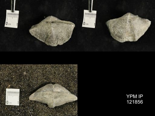 Mediospirifer medialis