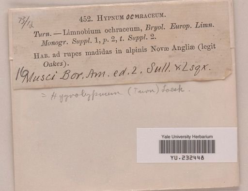 Hygrohypnum ochraceum