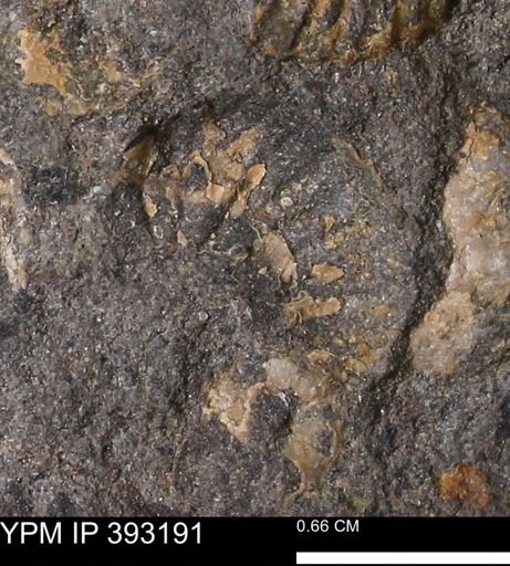 undet. Scaphitidae