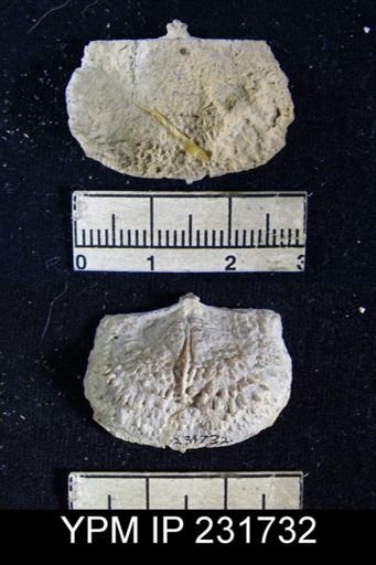 Pustula nebrascensis