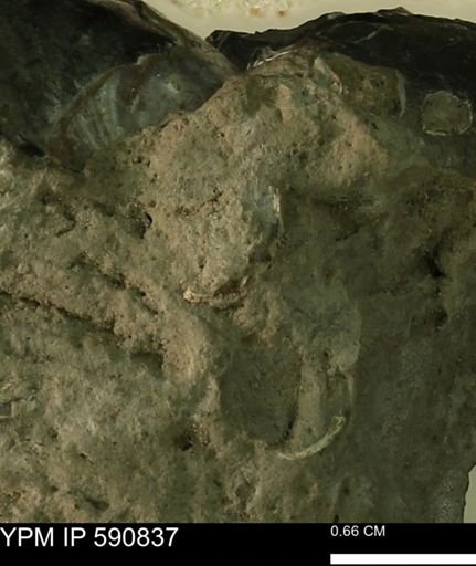 undet. Bivalvia