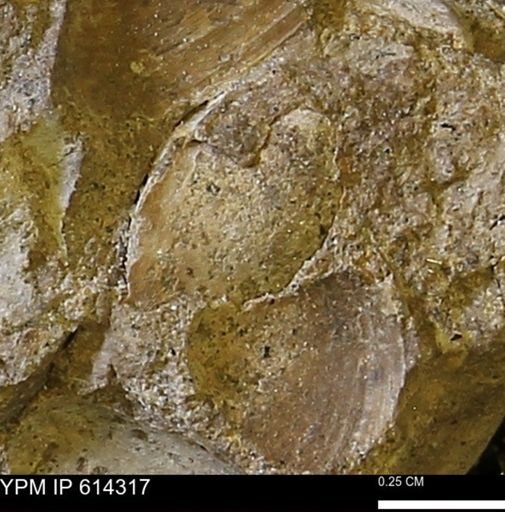 Limopsis striatopunctatus
