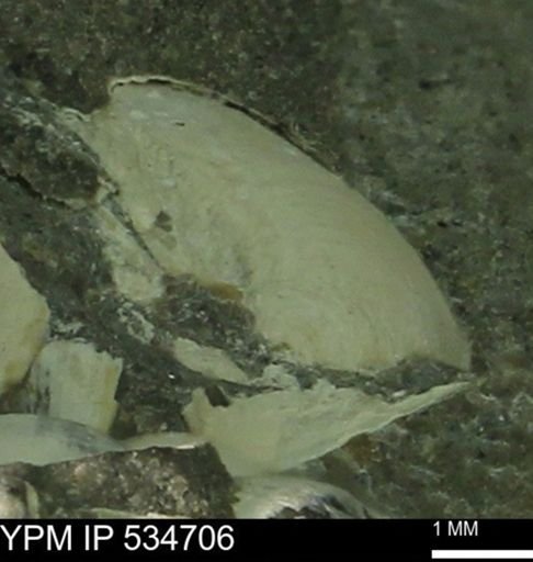 Protocardia subquadrata