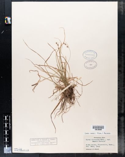 Carex swanii