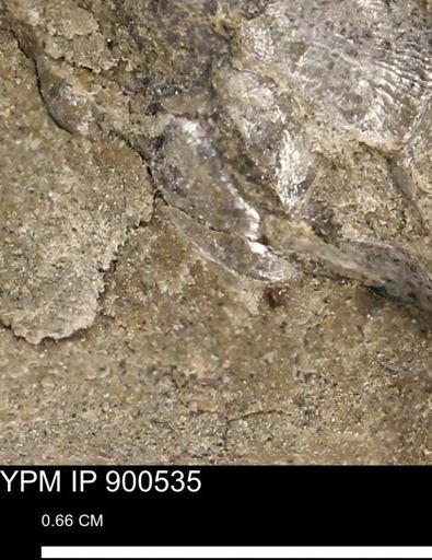 Anomia gryphorhyncha