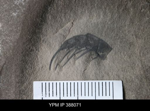 undet. Eurypterida
