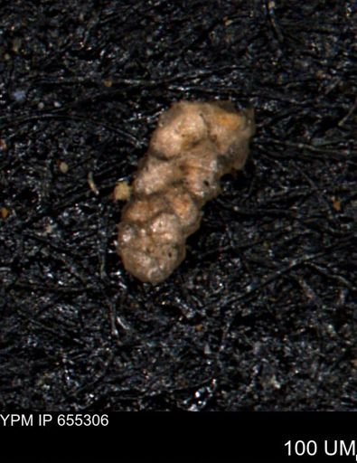 Ammobaculoides whitneyi