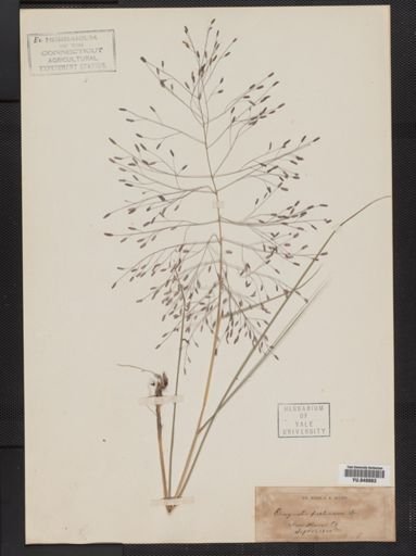 Eragrostis spectabilis