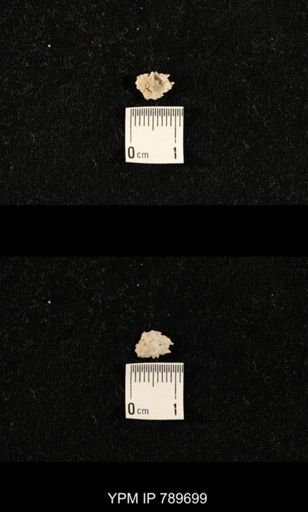 undet. Brachiopoda