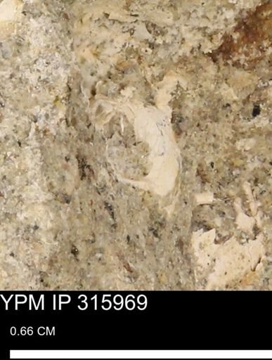undet. Mollusca