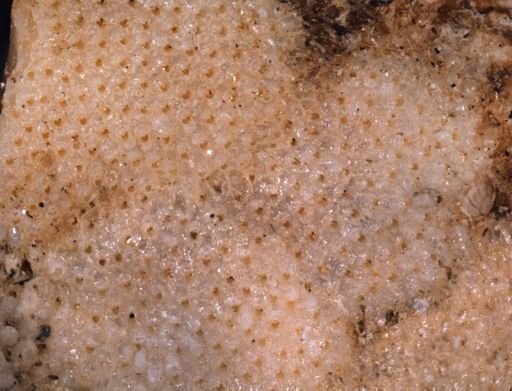 Porella porifera