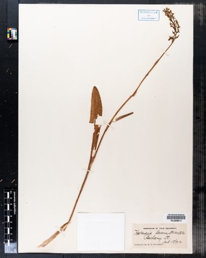 Habenaria lacera