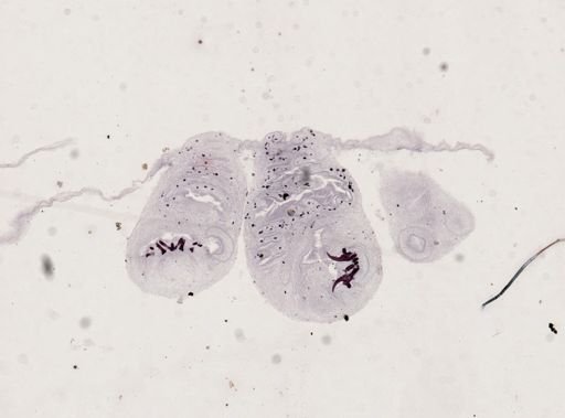 Multiceps socialis