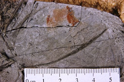 Inga pseudinsignis