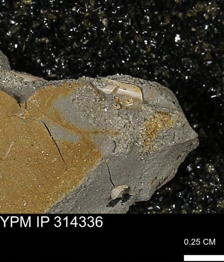 undet. Scaphopoda