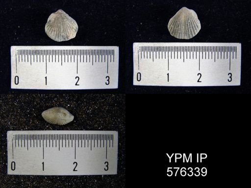 Homeospira sp.