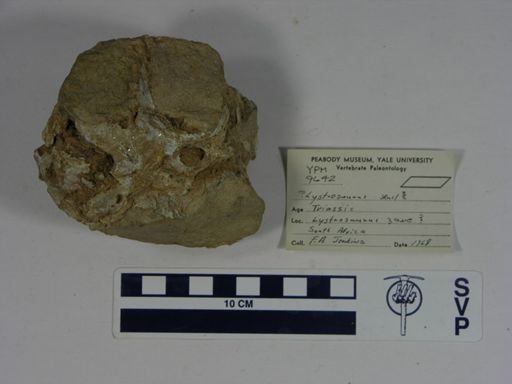 Lystrosaurus sp.