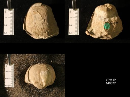 Productus (Linoproductus) lineatus